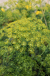 Dill (Anethum graveolens) at Wolf's Blooms & Berries