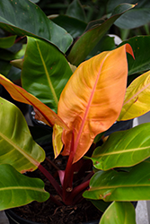 Prismacolor Prince of Orange Philodendron (Philodendron 'Prince of Orange') at Wolf's Blooms & Berries