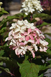 Quick Fire Fab Hydrangea (Hydrangea paniculata 'SMNHPM') at Wolf's Blooms & Berries