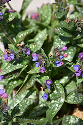 Spot On Lungwort (Pulmonaria 'Spot On') at Wolf's Blooms & Berries