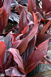 Auntie Lou Hawaiian Ti Plant (Cordyline fruticosa 'Auntie Lou') at Wolf's Blooms & Berries