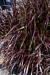 Purple Fountain Grass (Pennisetum setaceum 'Rubrum') at Wolf's Blooms & Berries