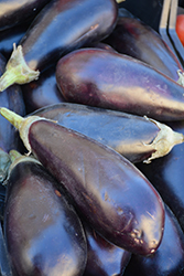 Black Beauty Eggplant (Solanum melongena 'Black Beauty') at Wolf's Blooms & Berries