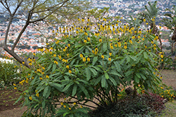 Popcorn Cassia (Senna didymobotrya) at Wolf's Blooms & Berries