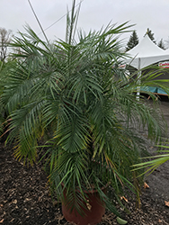 Cat Palm (Chamaedorea cataractarum) at Wolf's Blooms & Berries