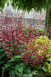 Berry Timeless Coral Bells (Heuchera 'Berry Timeless') at Wolf's Blooms & Berries