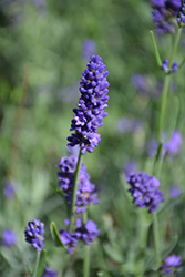 Sweet Romance Lavender (Lavandula angustifolia 'Kerlavangem') at Wolf's Blooms & Berries