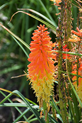 Pyromania Backdraft Torchlily (Kniphofia 'Backdraft') at Wolf's Blooms & Berries