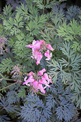 Pink Diamonds Fern-leaved Bleeding Heart (Dicentra 'Pink Diamonds') at Wolf's Blooms & Berries