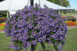 Whirlwind Blue Fan Flower (Scaevola aemula 'Whirlwind Blue') at Wolf's Blooms & Berries
