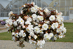 Nonstop Joy Mocca White Begonia (Begonia 'Nonstop Joy Mocca White') at Wolf's Blooms & Berries
