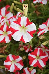 Amore King of Hearts Petunia (Petunia 'Amore King of Hearts') at Wolf's Blooms & Berries