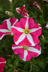 Amore Pink Heart Petunia (Petunia 'Amore Pink Heart') at Wolf's Blooms & Berries