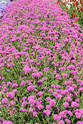 Truffula Pink Gomphrena (Gomphrena 'PAST0517E') at Wolf's Blooms & Berries