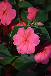 Beacon Coral Impatiens (Impatiens walleriana 'PAS1413664') at Wolf's Blooms & Berries