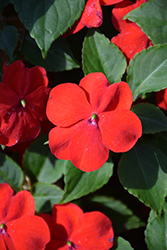 Beacon Bright Red Impatiens (Impatiens walleriana 'PAS1413665') at Wolf's Blooms & Berries