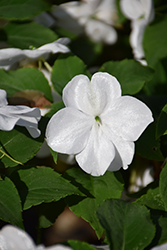 Beacon White Impatiens (Impatiens walleriana 'PAS1357832') at Wolf's Blooms & Berries
