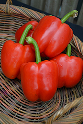 Red Bell Pepper (Capsicum annuum 'Red Bell') at Wolf's Blooms & Berries