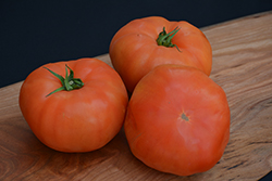 Classic Beefsteak Tomato (Solanum lycopersicum 'Beefsteak') at Wolf's Blooms & Berries