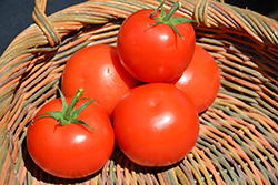 Celebrity Tomato (Solanum lycopersicum 'Celebrity') at Wolf's Blooms & Berries