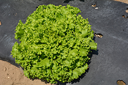 Green Salad Bowl Lettuce (Lactuca sativa var. crispa 'Green Salad bowl') at Wolf's Blooms & Berries