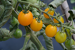 SunSugar Tomato (Solanum lycopersicum 'SunSugar') at Wolf's Blooms & Berries