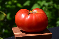 Brandywine Red Tomato (Solanum lycopersicum 'Brandywine Red') at Wolf's Blooms & Berries