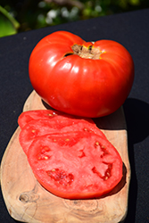 Brandywine Red Tomato (Solanum lycopersicum 'Brandywine Red') at Wolf's Blooms & Berries