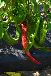 Long Thin Cayenne Pepper (Capsicum annuum 'Long Thin Cayenne') at Wolf's Blooms & Berries