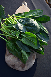 Spinach (Spinacia oleracea) at Wolf's Blooms & Berries