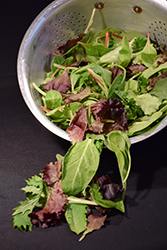 Select Salad Blend Lettuce (Lactuca sativa 'Select Salad Blend') at Wolf's Blooms & Berries