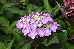 Let's Dance Can Do! Hydrangea (Hydrangea 'SMNHSI') at Wolf's Blooms & Berries