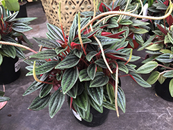 Rosso Peperomia (Peperomia caperata 'Rosso') at Wolf's Blooms & Berries