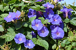 Heavenly Blue Morning Glory (Ipomoea tricolor 'Heavenly Blue') at Wolf's Blooms & Berries