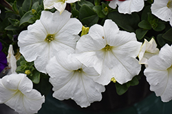 Easy Wave White Petunia (Petunia 'Easy Wave White') at Wolf's Blooms & Berries