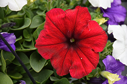 Easy Wave Red Velour Petunia (Petunia 'Easy Wave Red Velour') at Wolf's Blooms & Berries