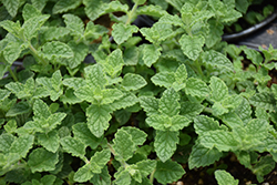 Strawberry Peppermint (Mentha x piperita 'Strawberry') at Wolf's Blooms & Berries