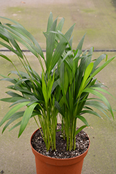 Areca Palm (Dypsis lutescens) at Wolf's Blooms & Berries