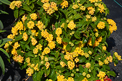 Lucky Yellow Lantana (Lantana camara 'Balucimyel') at Wolf's Blooms & Berries