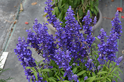 Cathedral Deep Blue Salvia (Salvia farinacea 'Cathedral Deep Blue') at Wolf's Blooms & Berries