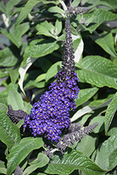Pugster Blue Butterfly Bush (Buddleia 'SMNBDBT') at Wolf's Blooms & Berries
