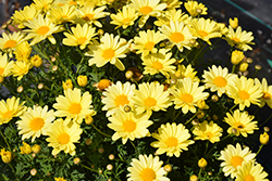 Beauty Yellow Marguerite Daisy (Argyranthemum frutescens 'Beauty Yellow') at Wolf's Blooms & Berries