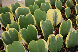 Variegated Sweetheart Plant (Hoya kerrii 'Variegata') at Wolf's Blooms & Berries