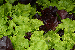 Gourmet Salad Blend Lettuce (Lactuca sativa var. crispa 'Gourmet Salad Blend') at Wolf's Blooms & Berries