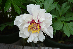 Cora Louise Peony (Paeonia 'Cora Louise') at Wolf's Blooms & Berries