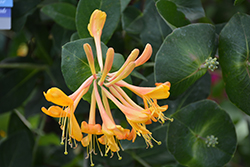 Mandarin Trumpet Honeysuckle (Lonicera 'Mandarin') at Wolf's Blooms & Berries