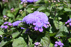 Aloha Blue Flossflower (Ageratum 'Aloha Blue') at Wolf's Blooms & Berries