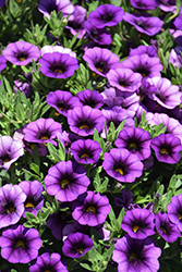 Callie Purple Calibrachoa (Calibrachoa 'Callie Purple') at Wolf's Blooms & Berries