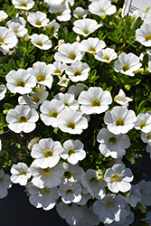 Callie White Calibrachoa (Calibrachoa 'Callie White') at Wolf's Blooms & Berries