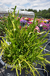 Ribbons and Curls Ribbon Bush (Homalocladium platycladum 'Ribbons and Curls') at Wolf's Blooms & Berries